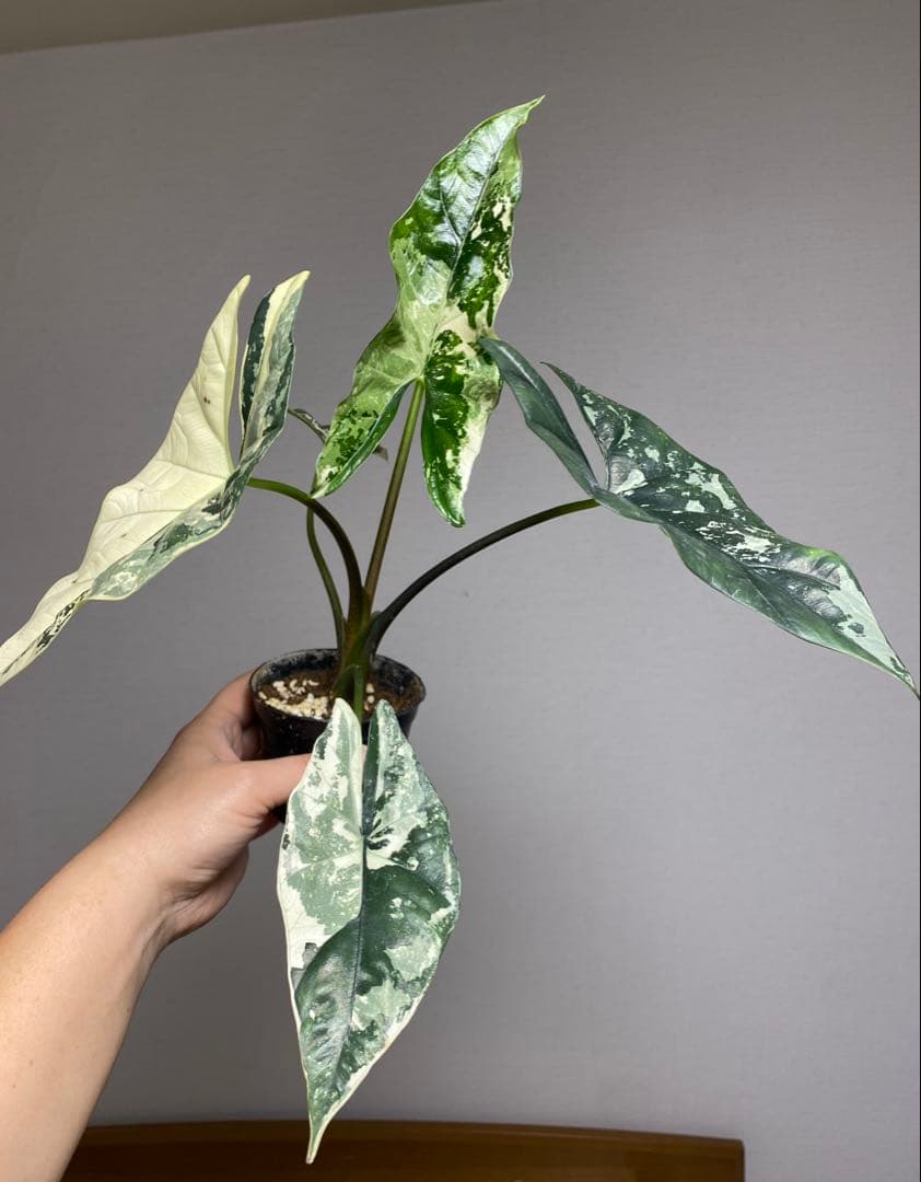 【超希少‼️美株✨】アロカシア　シンポ　アルボ　斑入り　白斑　レア　人気メルカリ便