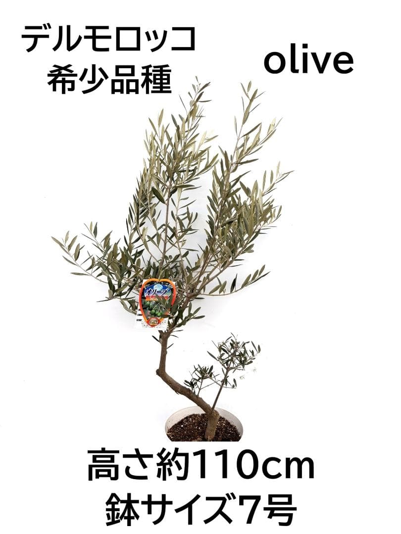 オリーブの木　デルモロッコ　7号　約110cm　K-303　希少品種　現品掲載