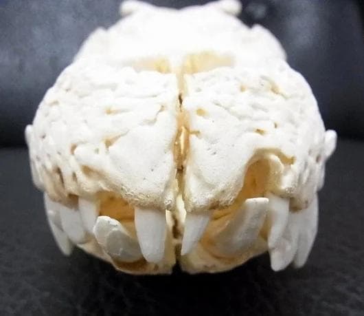 貴重！★迫力サイス！45ｃｍ ナイルワニ （Nile crocodile） 頭骨