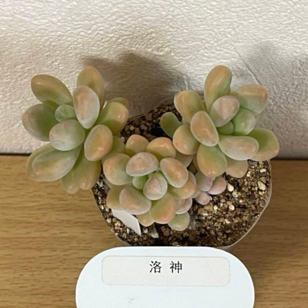 多肉植物　洛神　VERVEさん