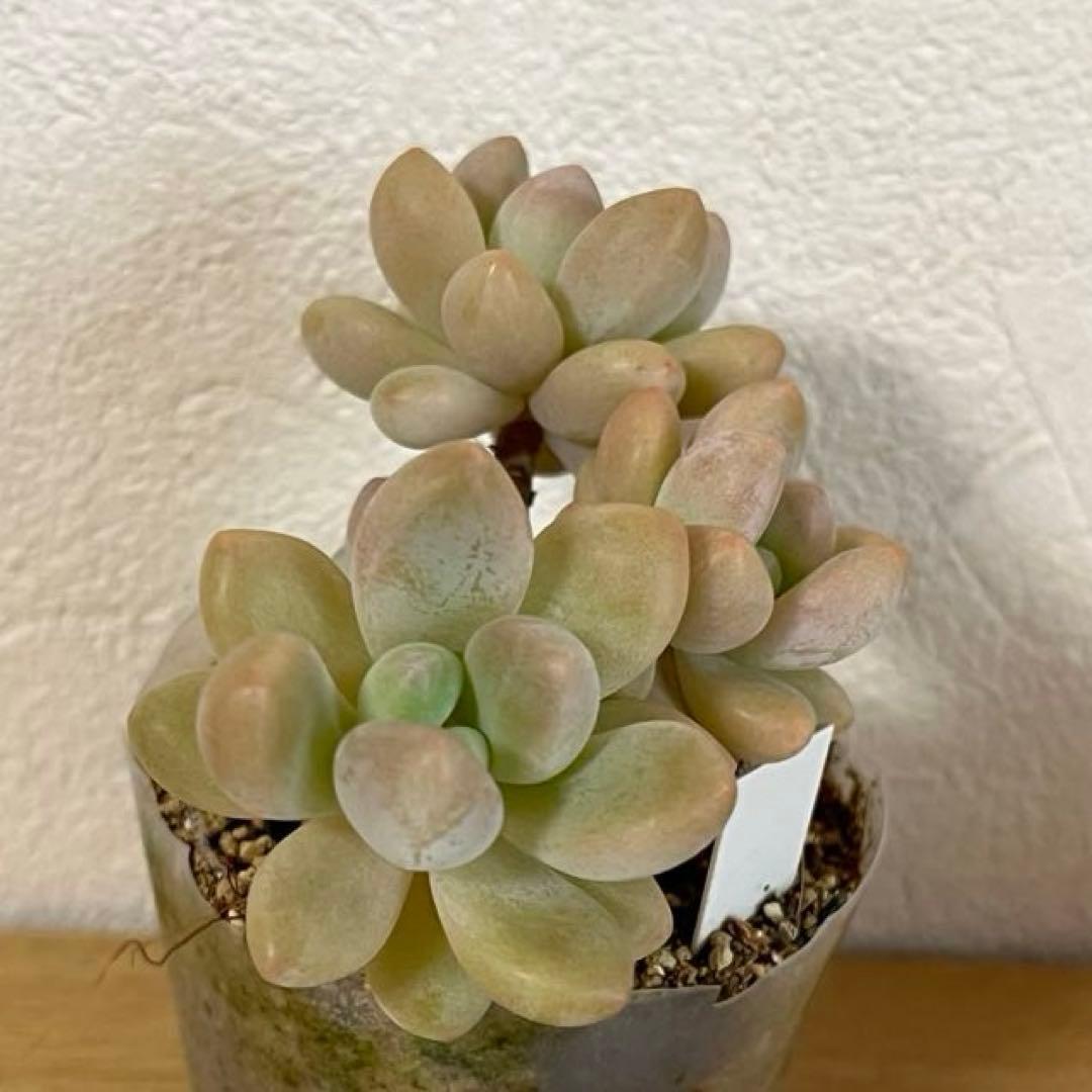 多肉植物　洛神　VERVEさん