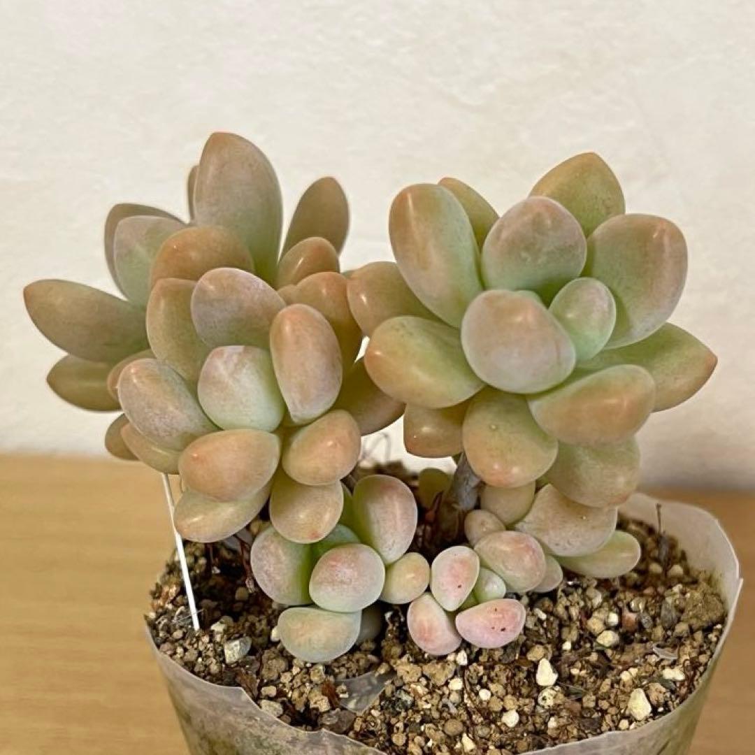 多肉植物　洛神　VERVEさん