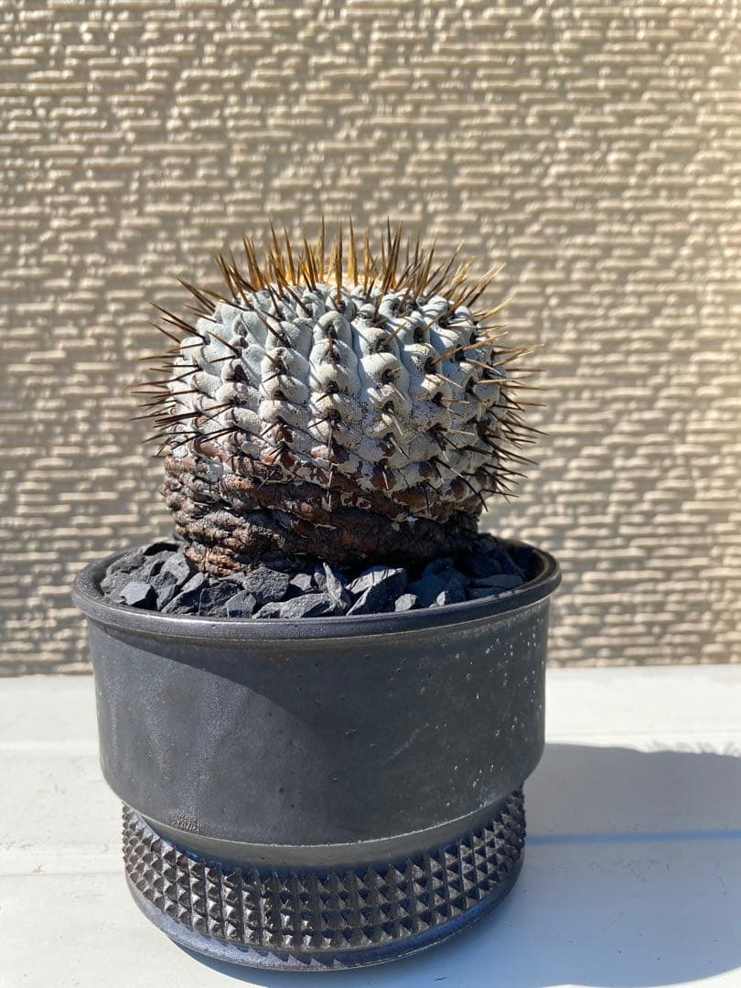 孤竜丸　現地球　激ヤバ　超真っ白肌　コレクション株　コルムナアルバ