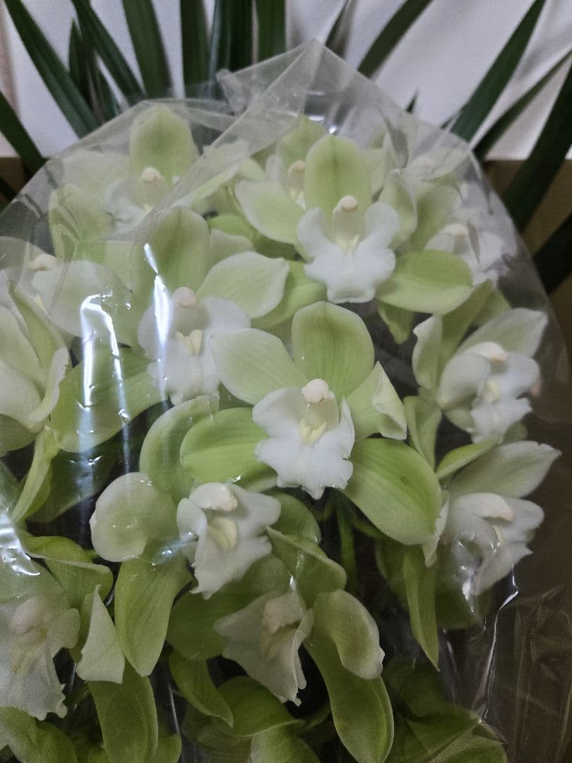 ☆シンビジューム☆リトルガール’スペースシティ’☆アーチ型☆陶器7号鉢☆2F☆