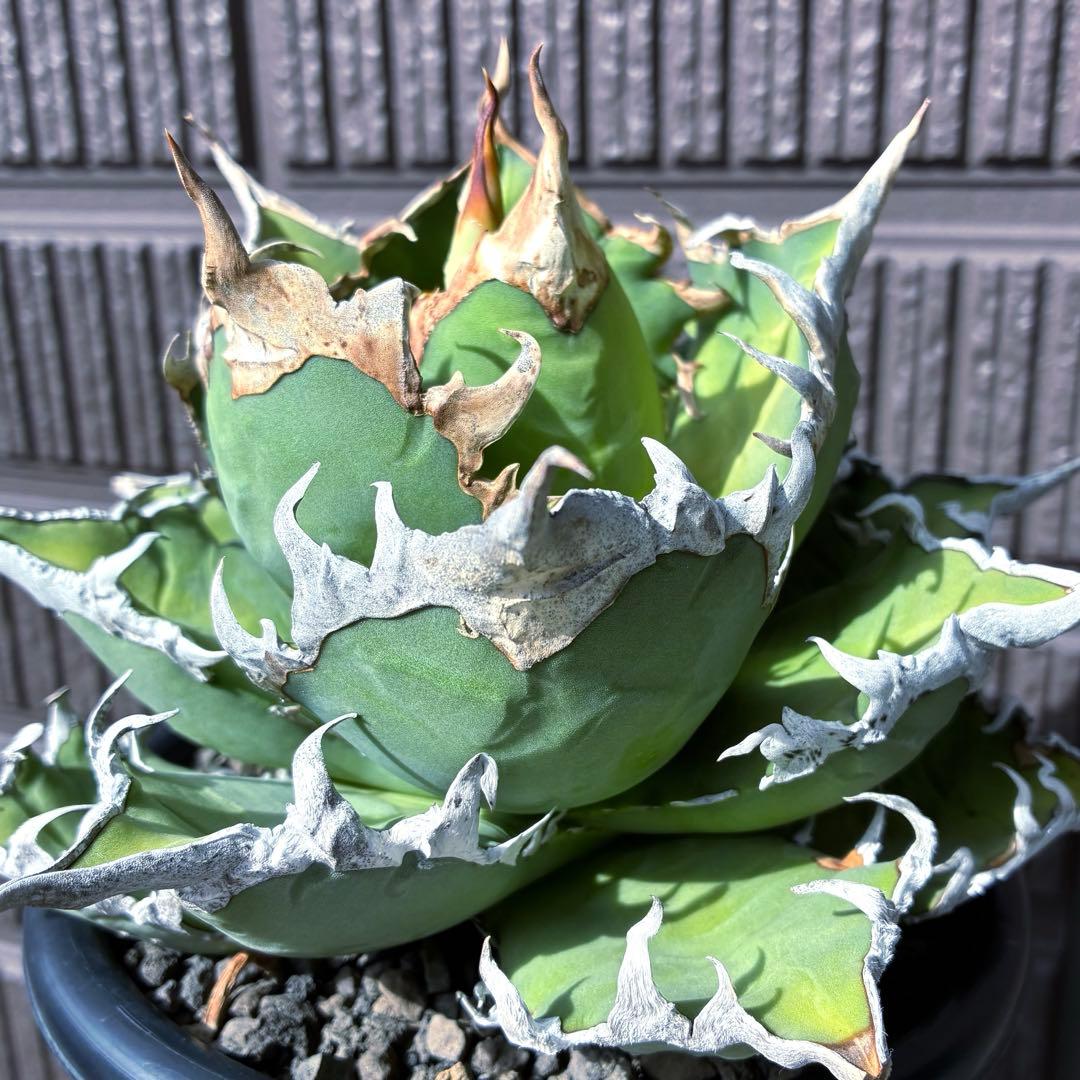 ★極上コレクション株★ アガベ　チタノタ　特選　シーザー　オテロイ　オアハカ