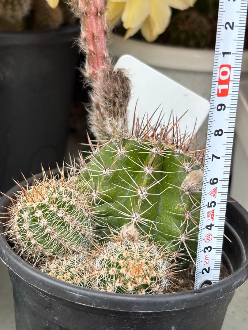 【現品.つぼみ付き】多肉植物　花サボテン　0206