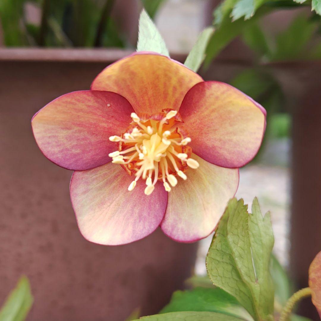 ぽ*た様 クリスマスローズ 大木ナーセリー ブラウン系ミスティーク 株分け