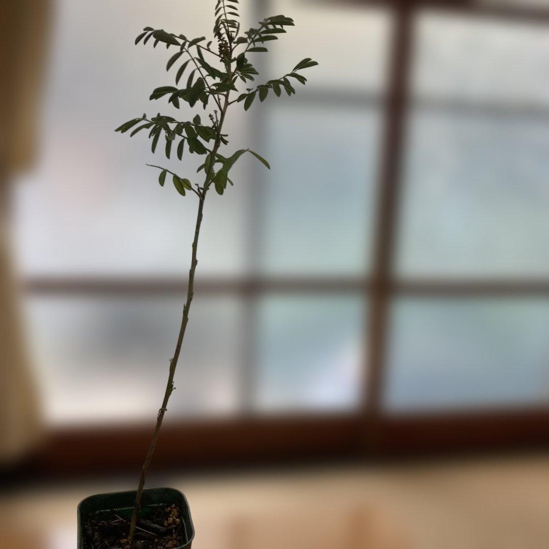 藍　インド藍　インディゴ　苗　開花結実中　お手頃サイズ②