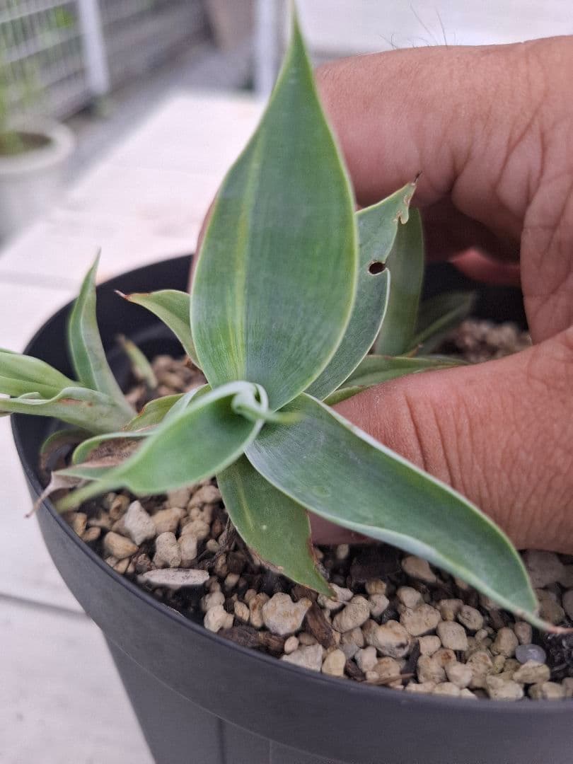 ひーさん確認用