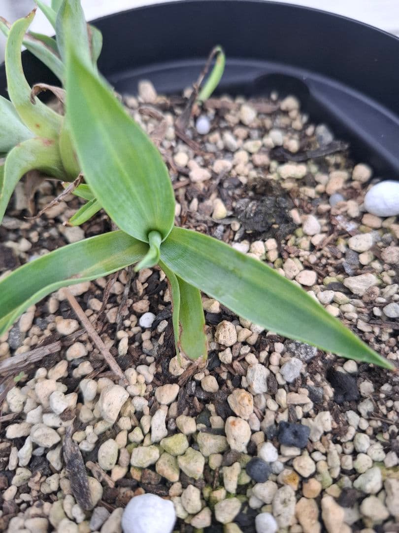 ひーさん確認用