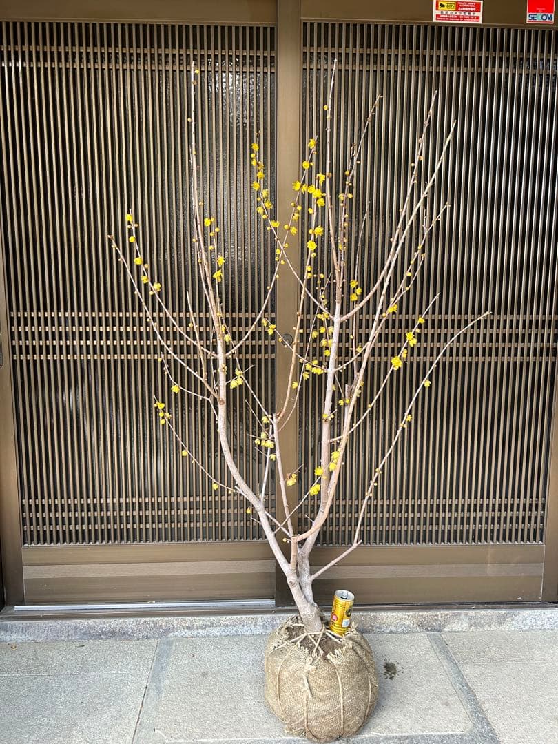 まさに旬　ロウバイ　蝋梅　花いっぱいの特大株 注意事項確認ください。
