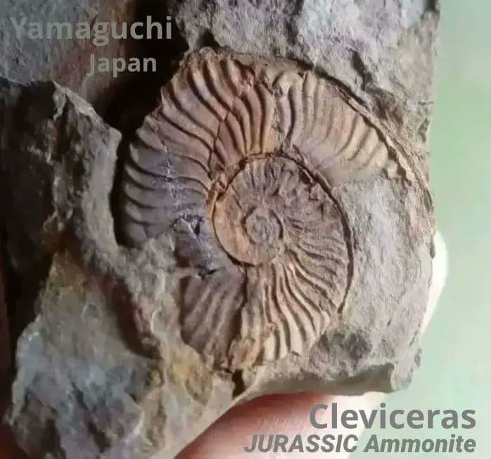 山口県産　アンモナイト　美麗標本　クレビセラス　極希少