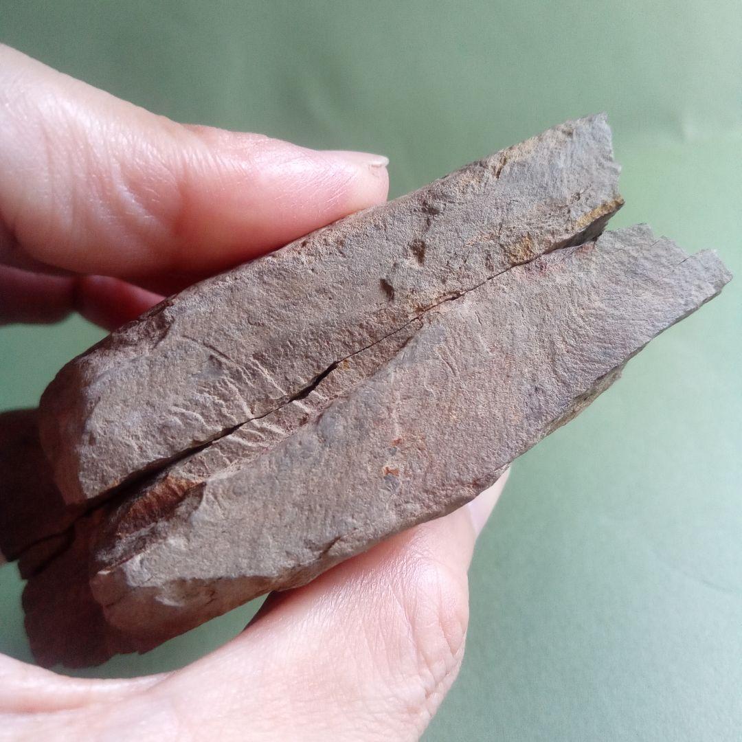 山口県産　アンモナイト　美麗標本　クレビセラス　極希少