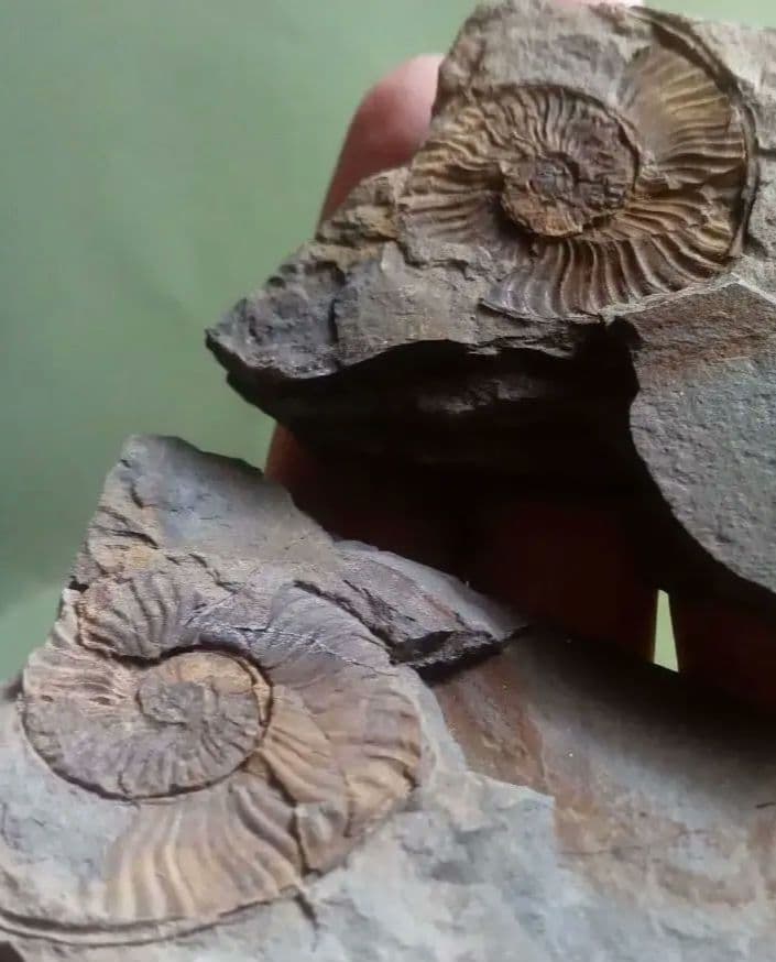 山口県産　アンモナイト　美麗標本　クレビセラス　極希少