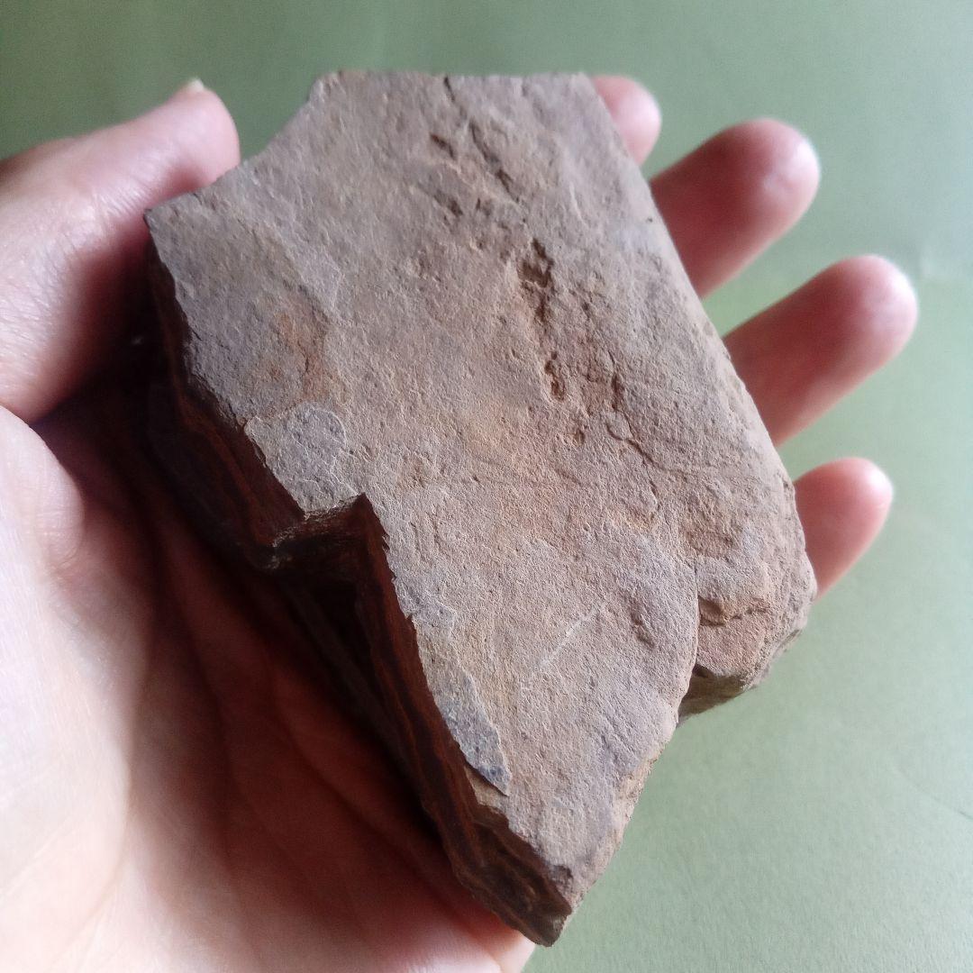 山口県産　アンモナイト　美麗標本　クレビセラス　極希少