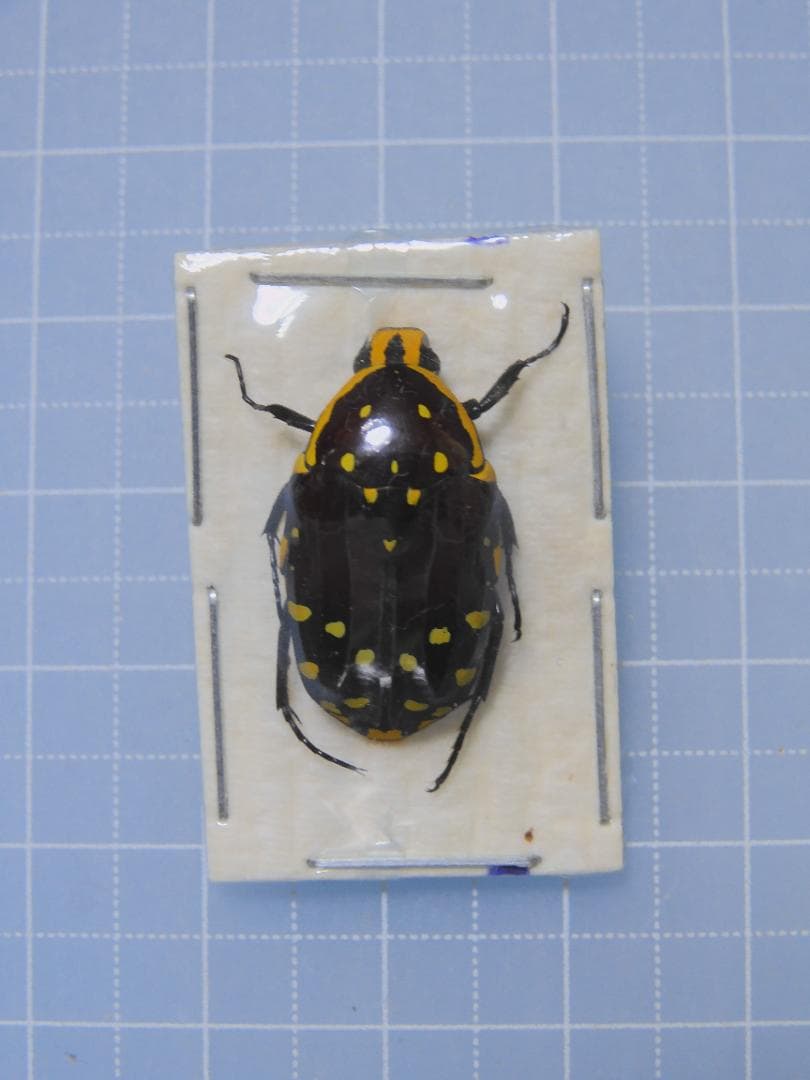 HiЯ∅様 リクエスト 2点 まとめ商品