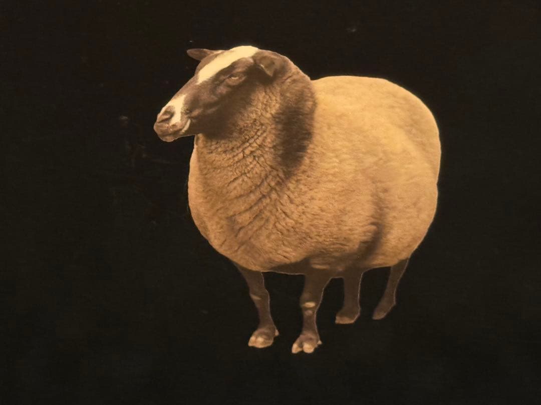 ヒツジのいらない枕　極柔　シリーズ最上位