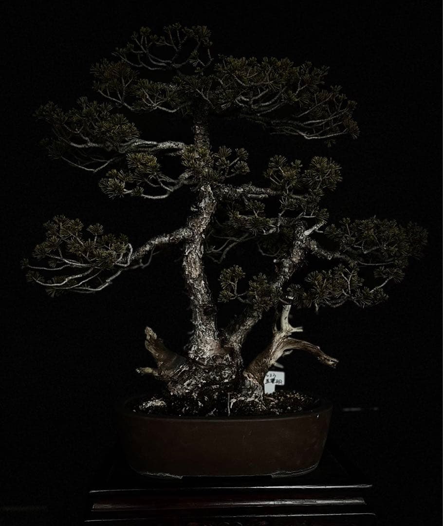 八房五葉松　瑞祥　超極太幹　樹齢数十年　中品盆栽　株立ち　双幹　ジン　シャリ