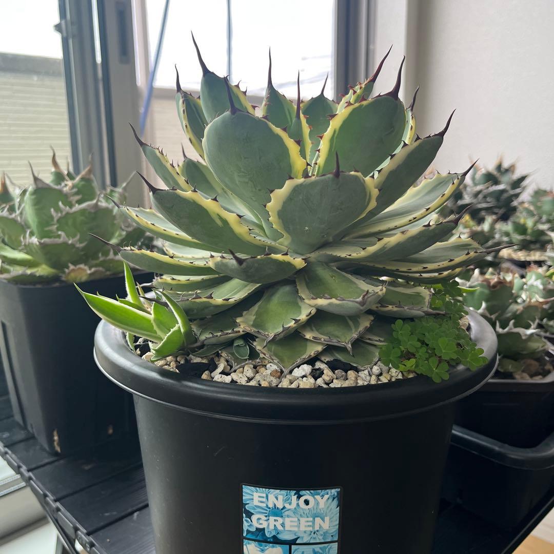 アガベ　吉祥冠錦　鉢のまま