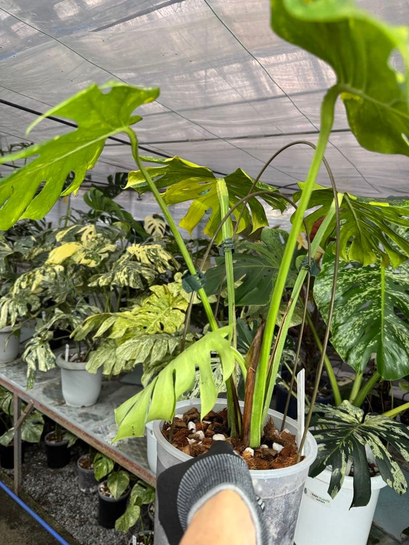 モンステラ　デリシオーサ　エレクトロライト