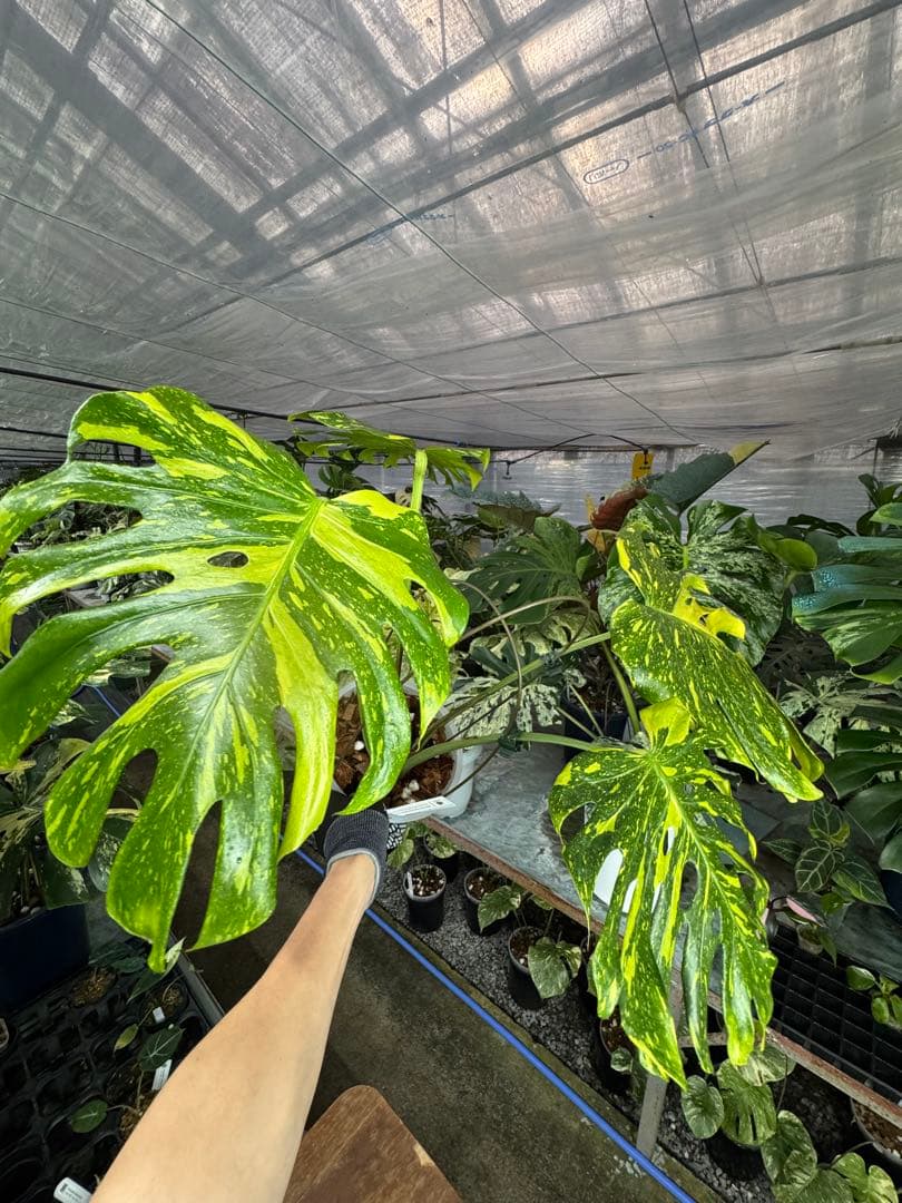 モンステラ　デリシオーサ　エレクトロライト