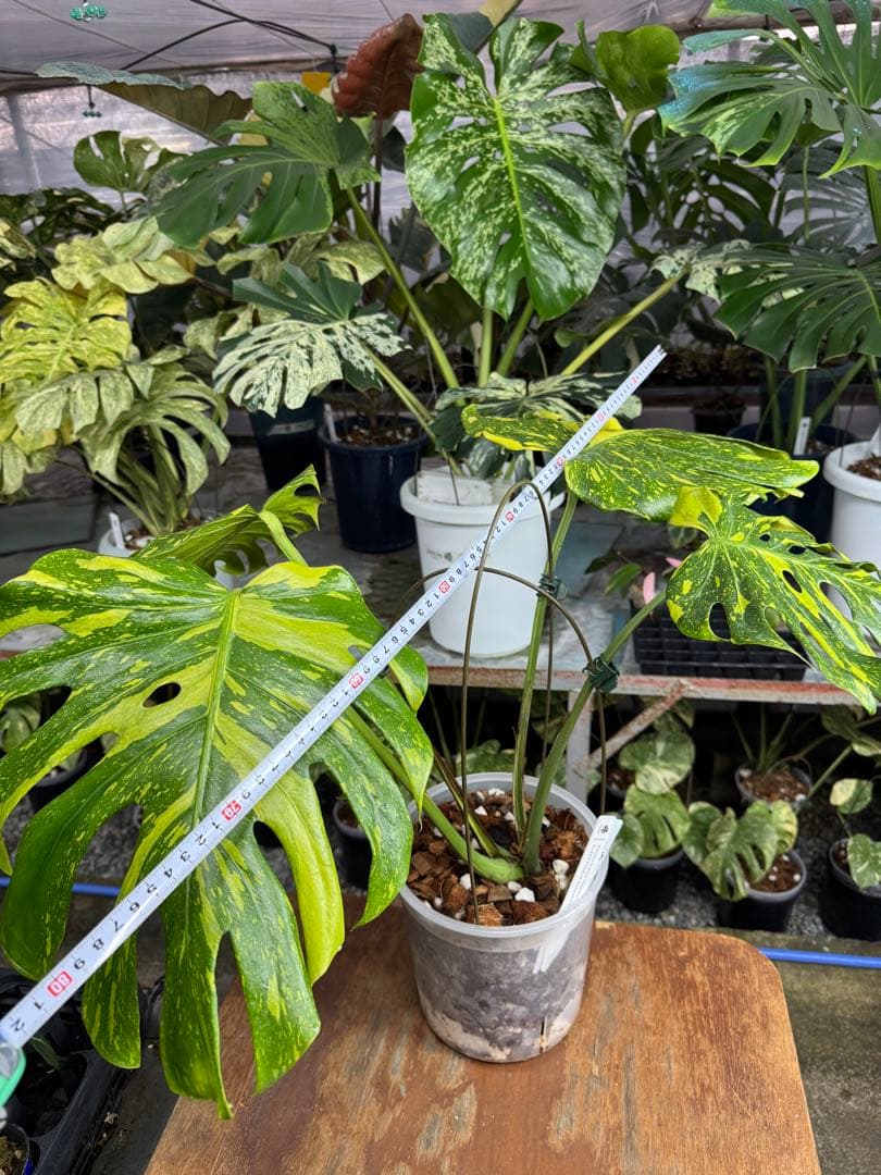 モンステラ　デリシオーサ　エレクトロライト