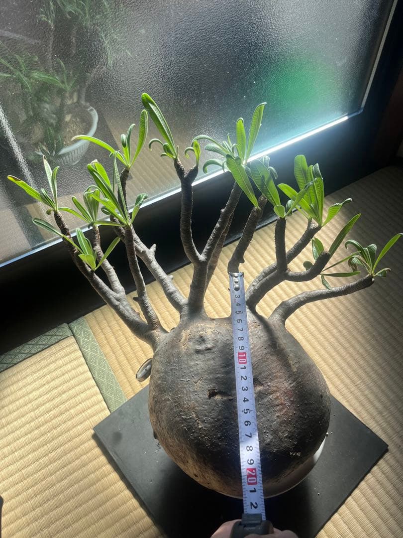 塊根植物　グラキリス　希少　特大　メガキリス　未発根