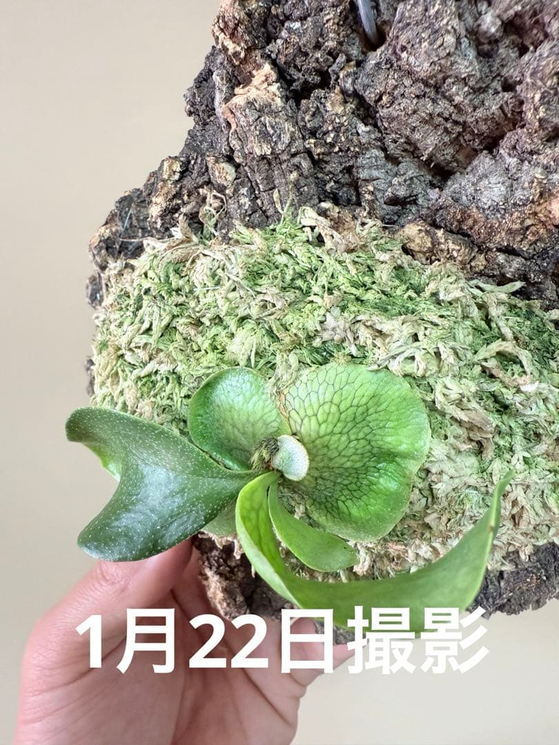 P. hillii 'Dragon Scale' ③子株ビカクシダ