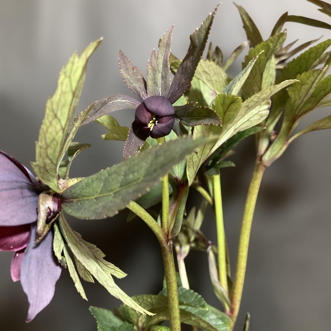 クリスマスローズ雅