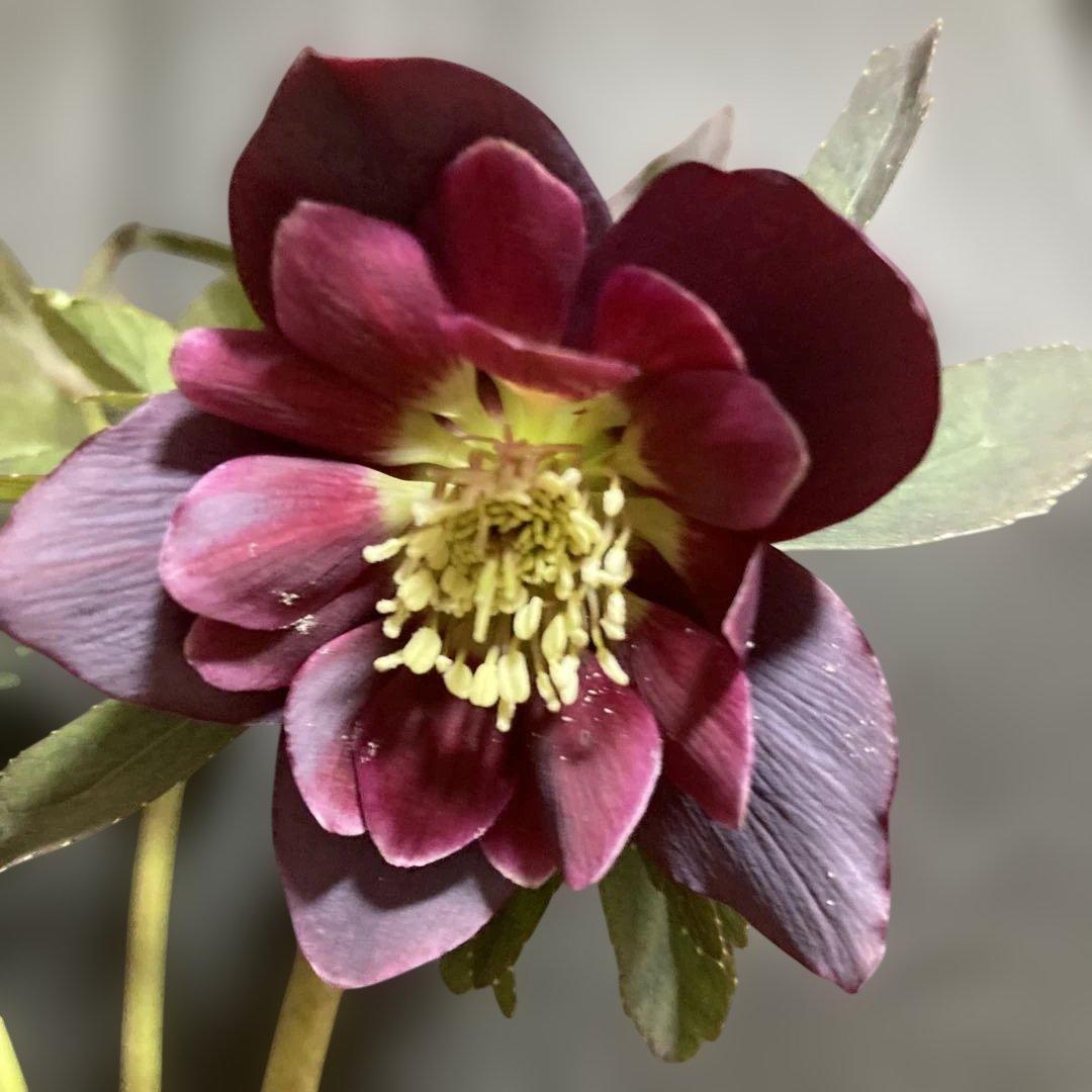 クリスマスローズ雅