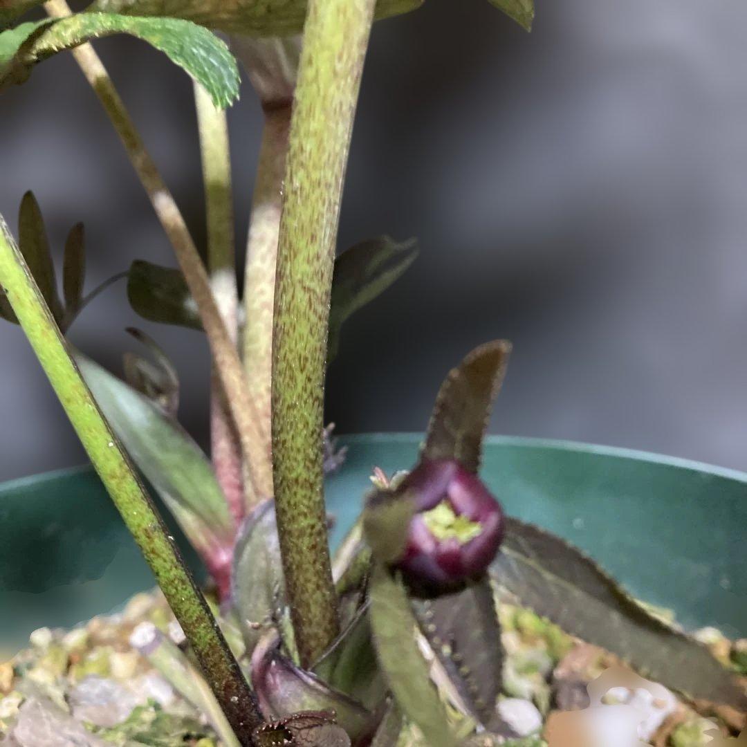 クリスマスローズ雅