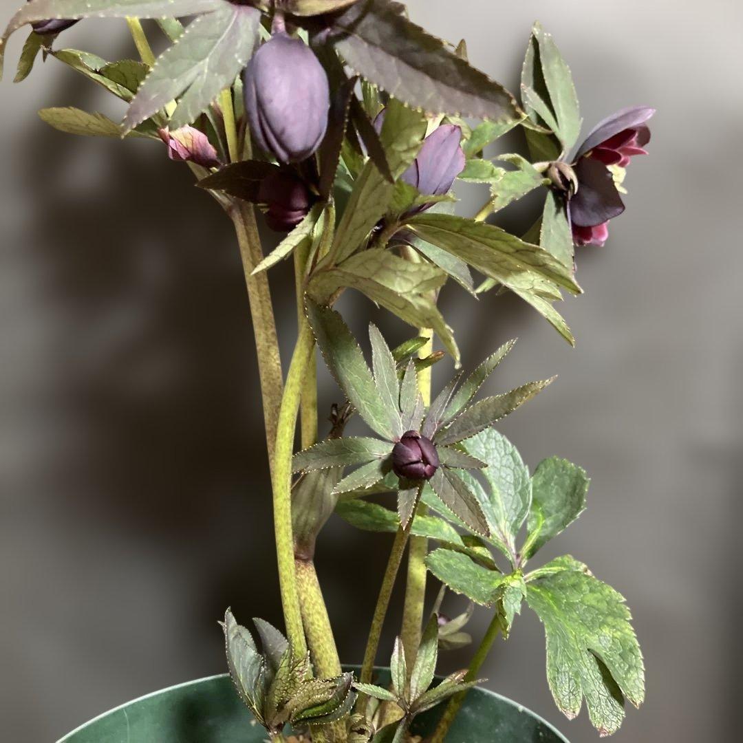 クリスマスローズ雅