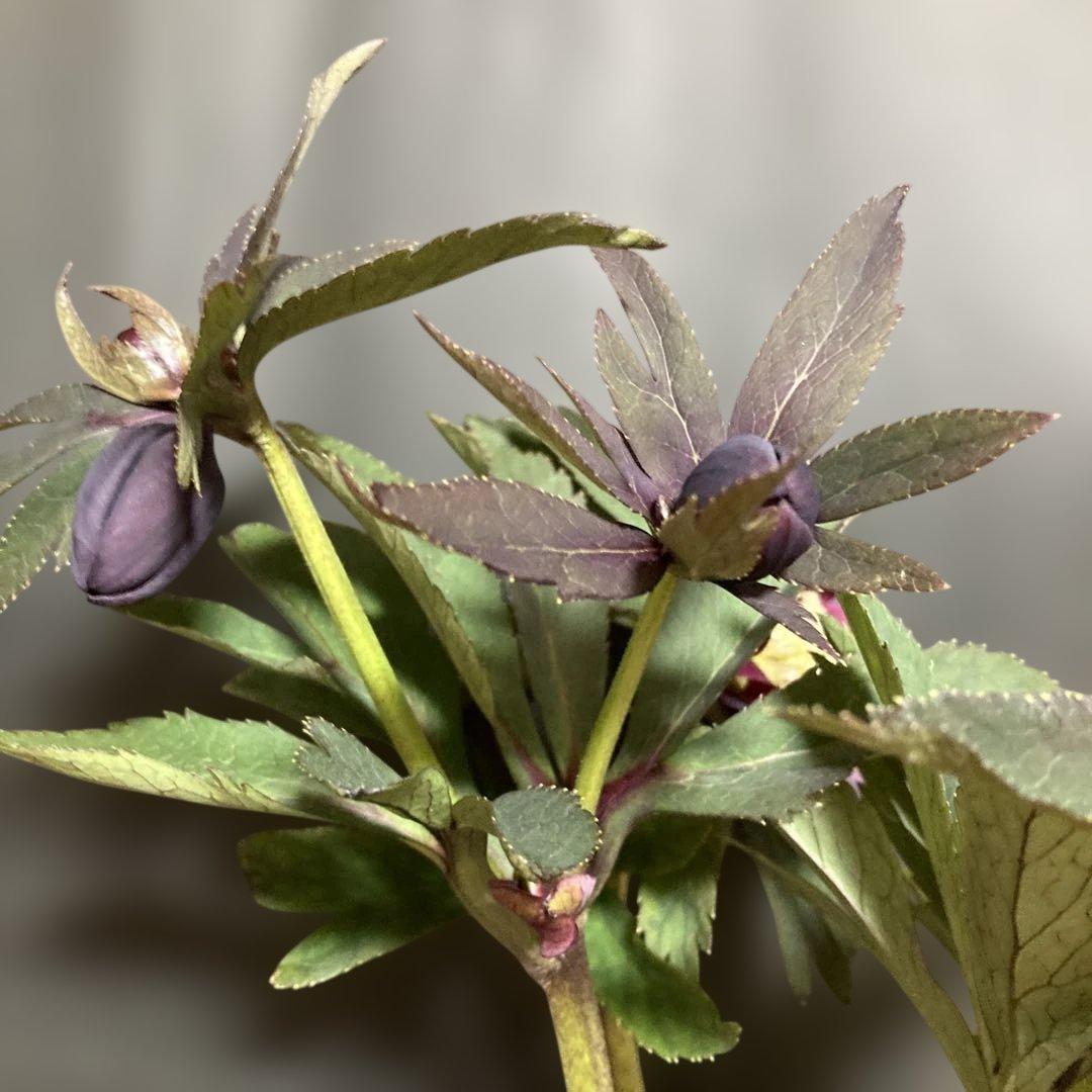 クリスマスローズ雅