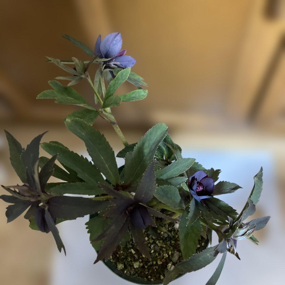 クリスマスローズ雅