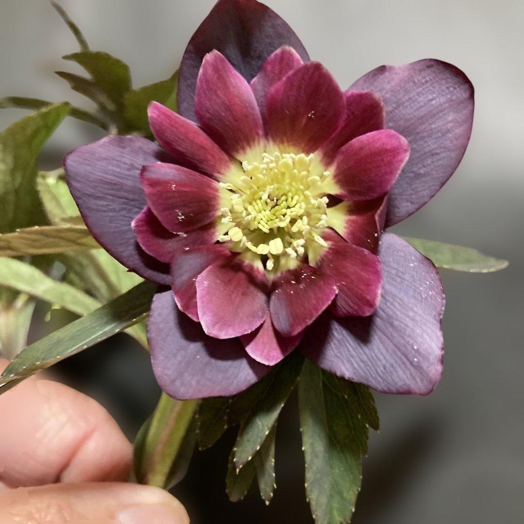 クリスマスローズ雅