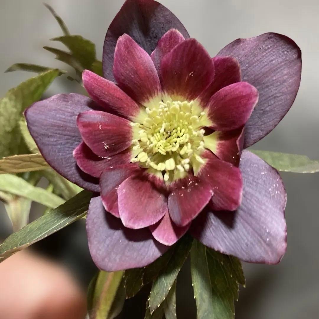 クリスマスローズ雅