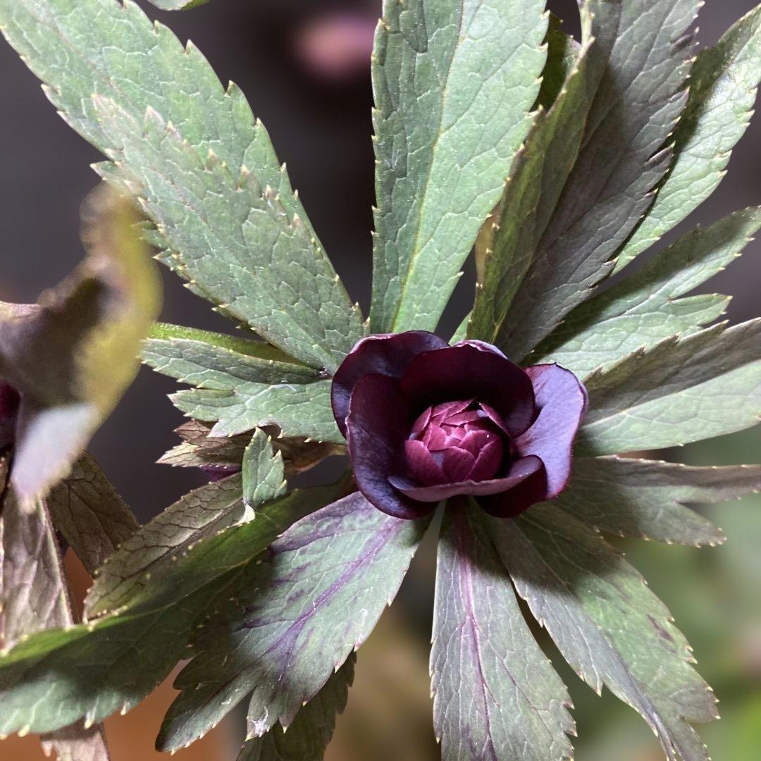 クリスマスローズ雅