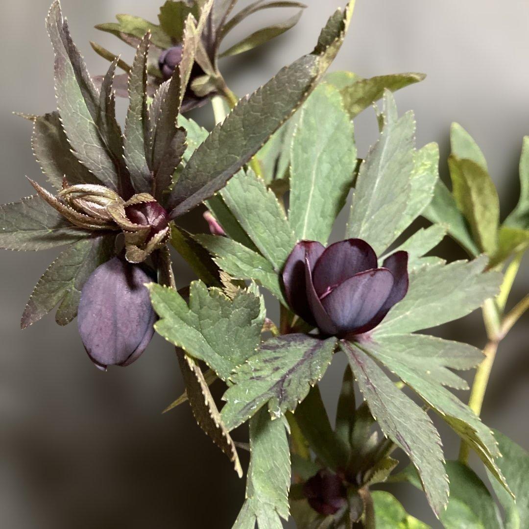 クリスマスローズ雅