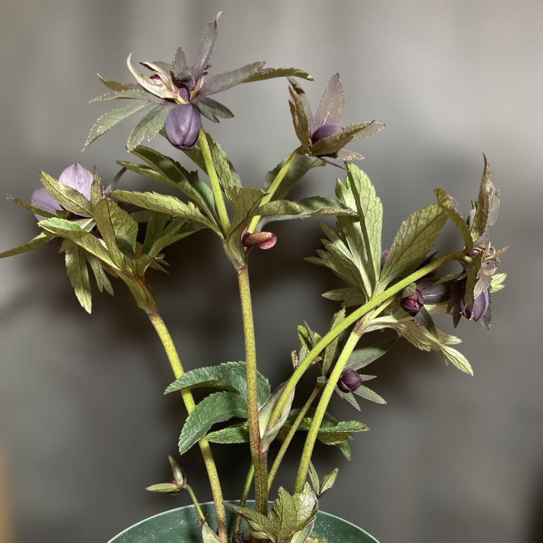 クリスマスローズ雅