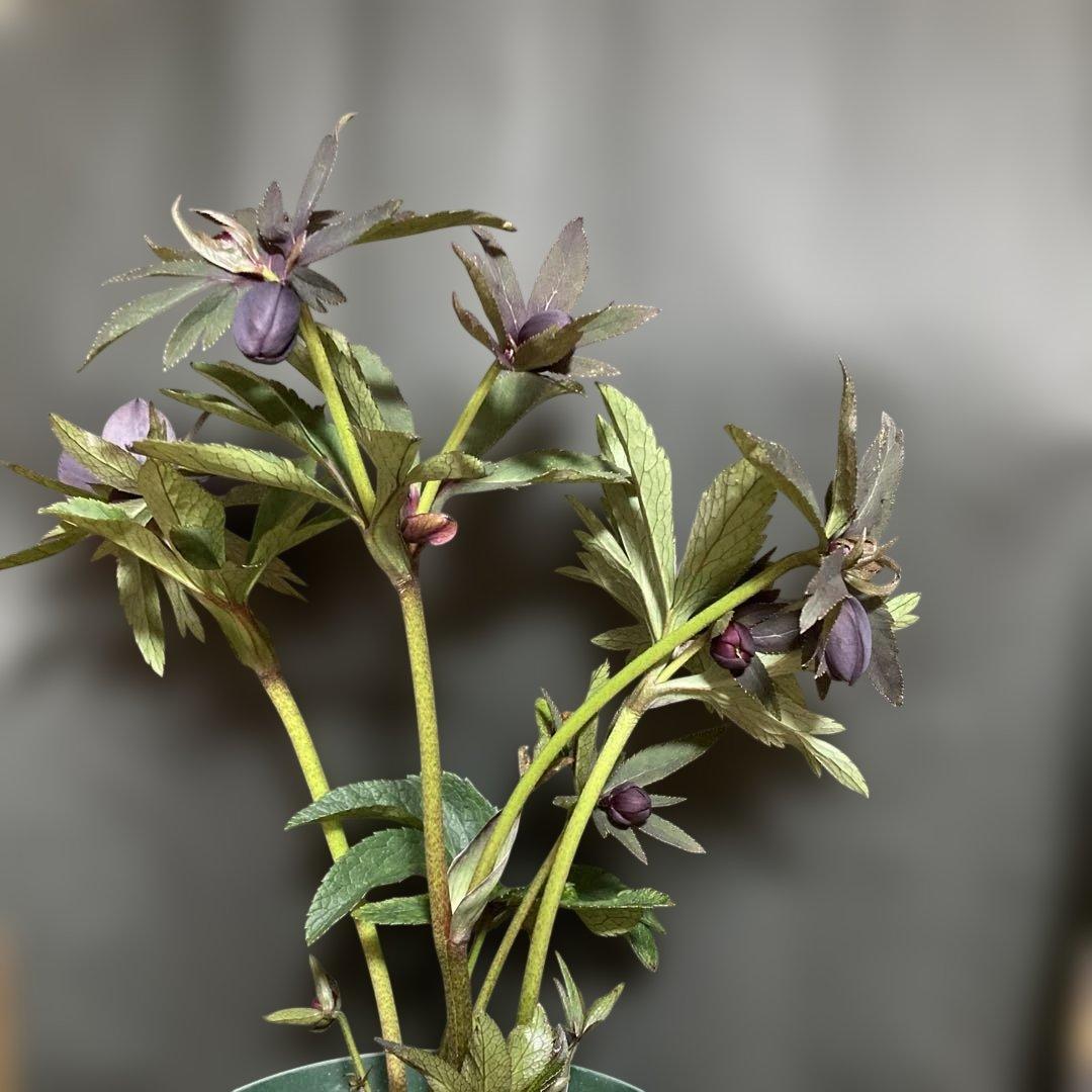 クリスマスローズ雅