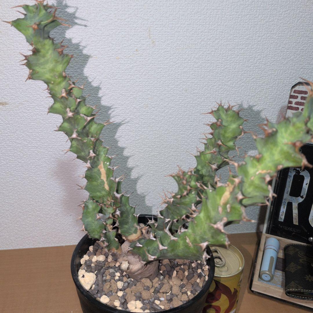 ユーフォルビア　クラビゲラ　大株 実生（鉢付き)