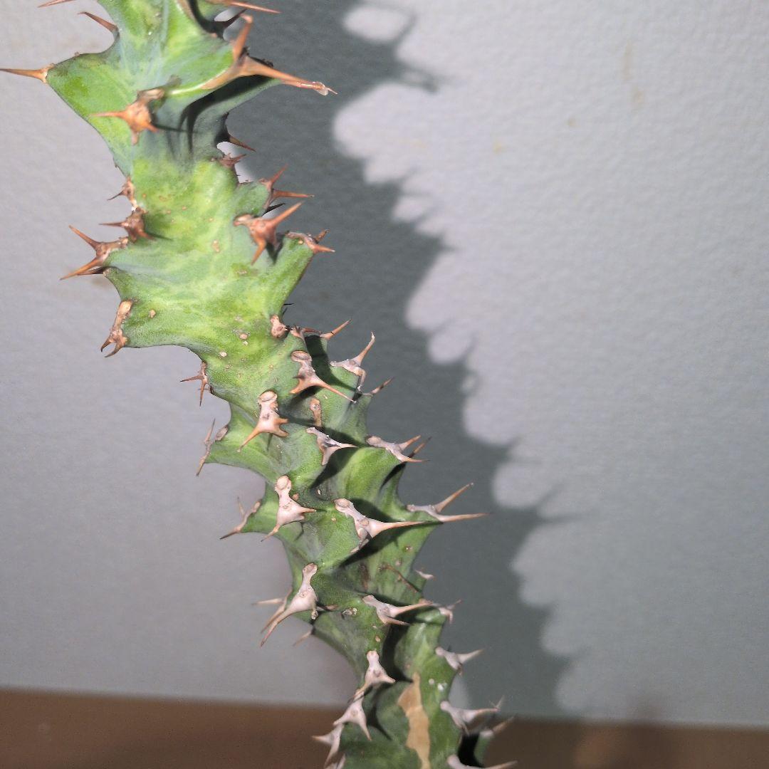 ユーフォルビア　クラビゲラ　大株 実生（鉢付き)