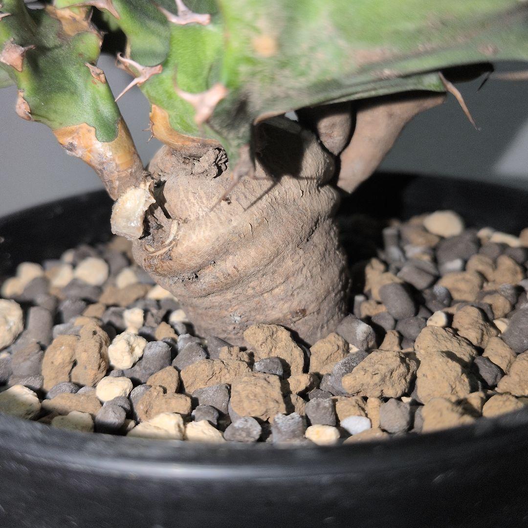 ユーフォルビア　クラビゲラ　大株 実生（鉢付き)