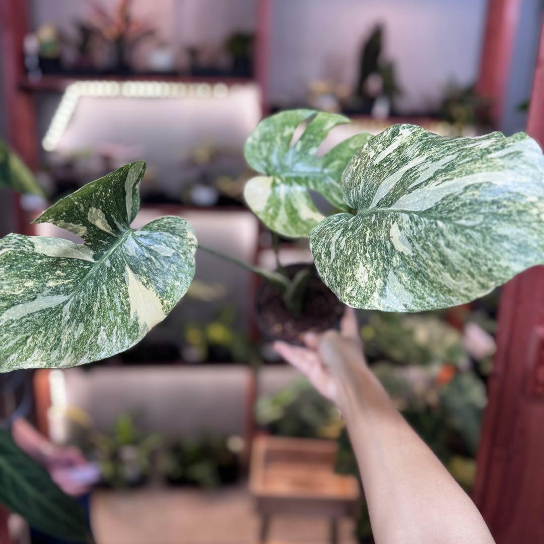 21 モンステラ　デリシオーサ　レガシー　斑入り