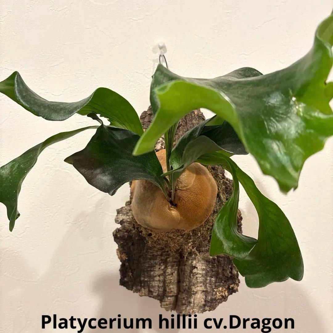 ビカクシダ　ヒリードラゴン