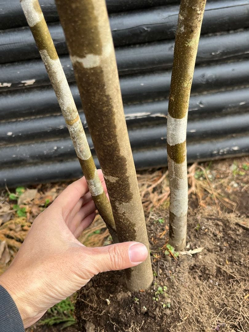 山採り天然　アオダモ　３本株立ち　3