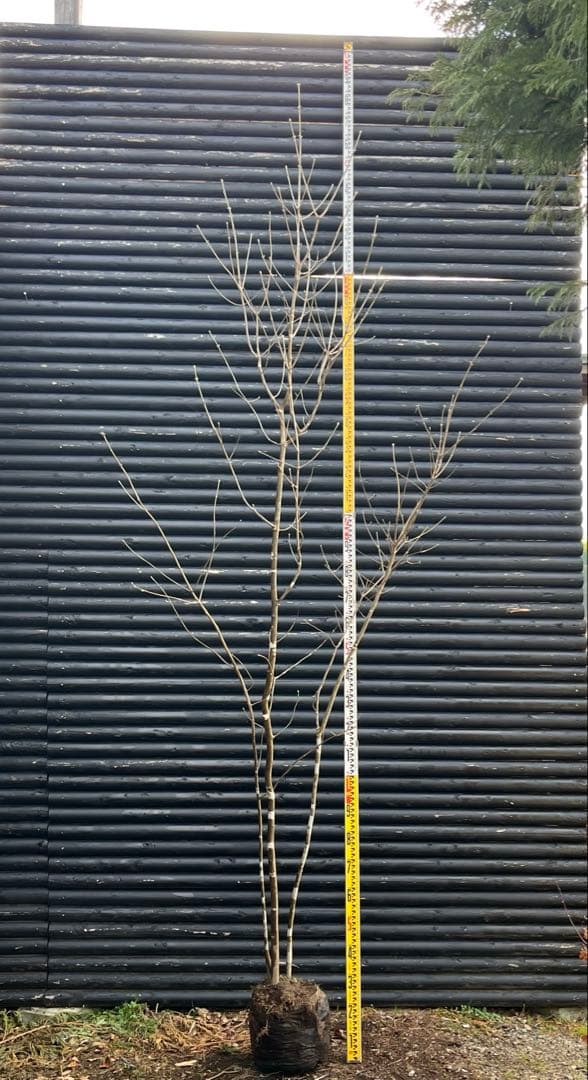 山採り天然　アオダモ　３本株立ち　3