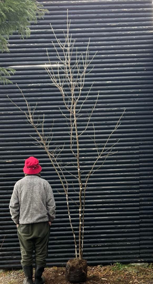 山採り天然　アオダモ　３本株立ち　3