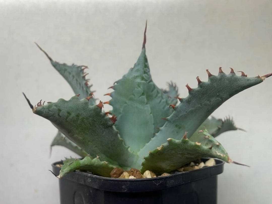 o*o様 現物株　エボリスピナ 妖炎 × ポタトラム　ハイブリッド アガベ　活着