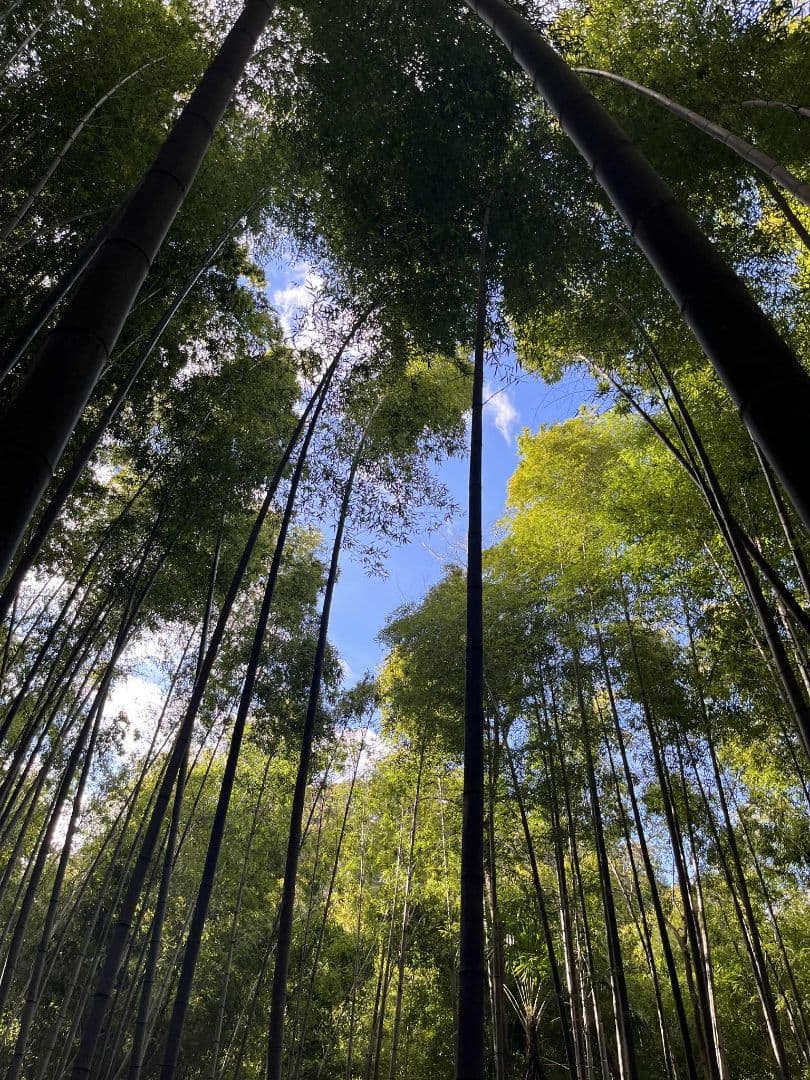 30kg米袋入り竹炭3袋(無選別)(約120リットル)　大阪産